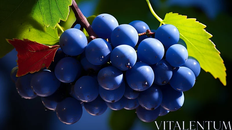 AI ART Ripe Blue Grapes with Water Drops - Natural Sunlit Beauty