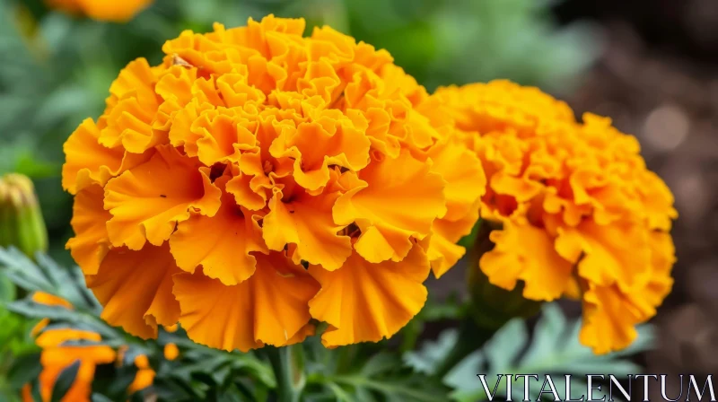 Orange Marigold Flowers Close-Up AI Image
