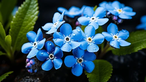 Delicate Blue Flowers Close-up | Natural Setting