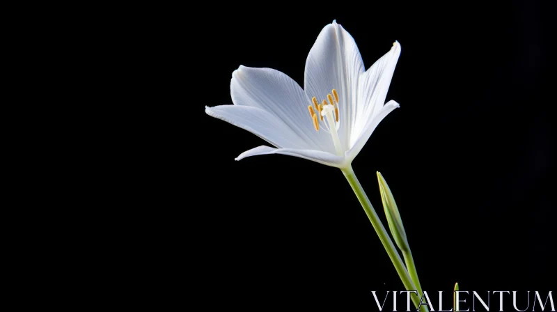 Elegant White Flower on Black Background AI Image