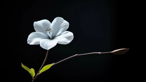 White Flower on Dark Background - Nature Photography