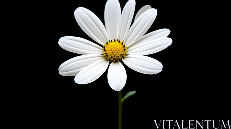 White Daisy with Yellow Center - Close-Up Image AI Image