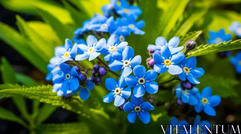 Blue Forget-me-not Flowers Close-up AI Image