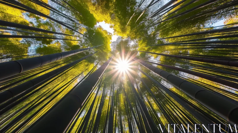 Tranquil Bamboo Forest with Sunlight Patterns AI Image
