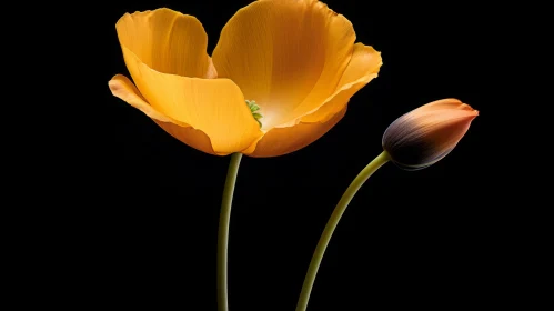 Orange Flowers on Dark Background - Close-up Nature Photography