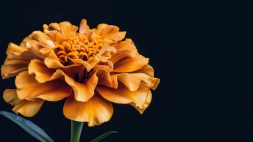 Orange Marigold Flower Close-Up