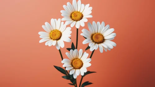 White Daisies on Orange Background - Close-Up Floral Photography