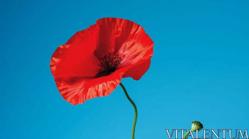 Red Poppy Flower in Full Bloom - Captivating Floral Photography AI Image