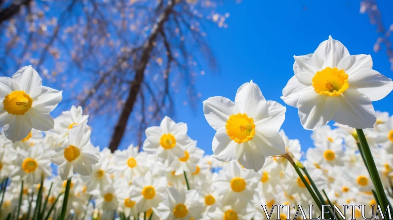 White Daffodils Field with Yellow Centers AI Image