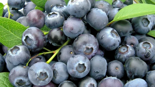 Fresh Ripe Blueberries with Green Leaves | Close-up Shot