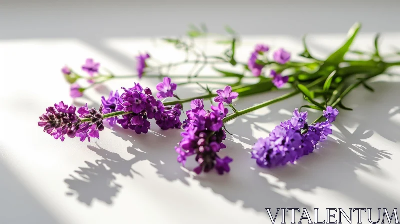 Purple Lavender Flowers Close-Up AI Image