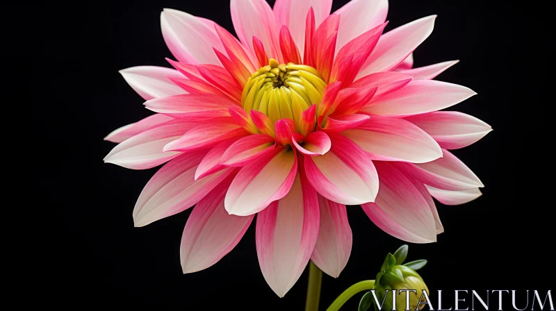 AI ART Pink and White Dahlia Flower Close-up