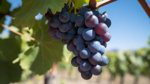 Ripe Blue Grapes on Vine - Harvest Ready