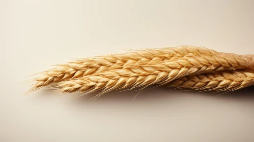 Golden Brown Wheat Stalk Close-Up Texture