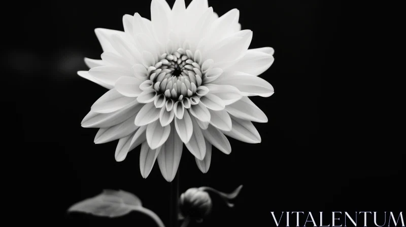 Monochrome Dahlia Flower Close-up AI Image
