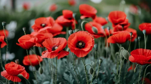 Red Poppy Field Blooms - Nature's Beauty Captured