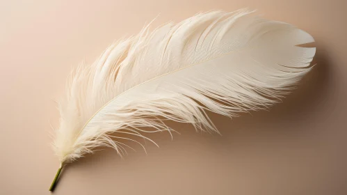 Delicate Ostrich Feather on Pale Pink Background