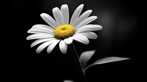 White Daisy Close-Up: Symbol of Innocence and Purity