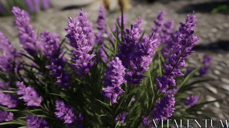 Blooming Lavender Plant Close-Up AI Image