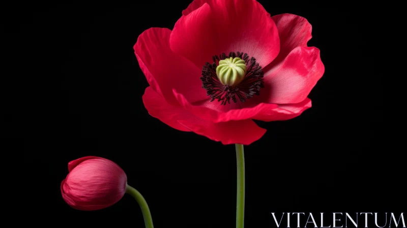 Red Poppies Photography: Blooming Flowers in Contrast AI Image