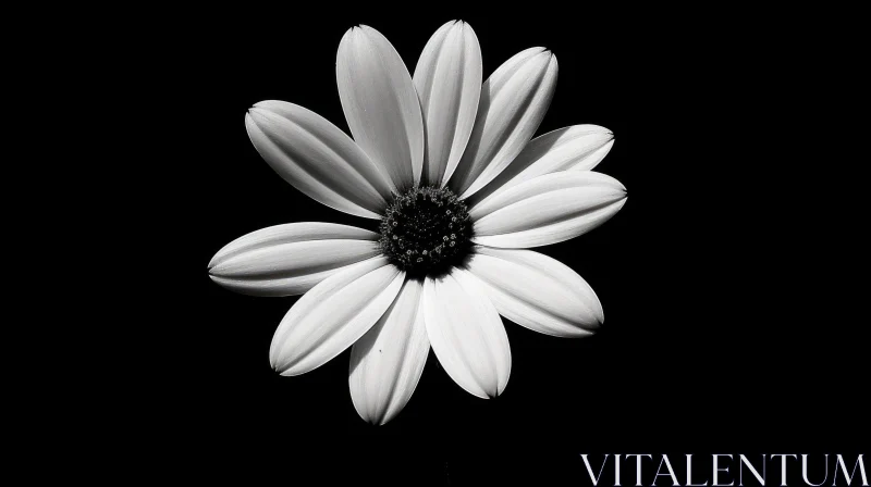 AI ART Detailed Daisy Flower Close-up in Black and White
