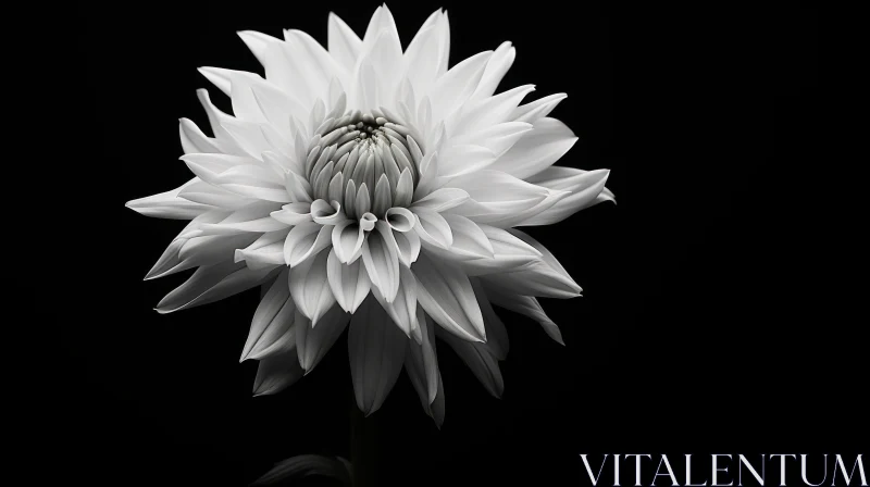 Elegant Dahlia Flower in Black and White Photography AI Image