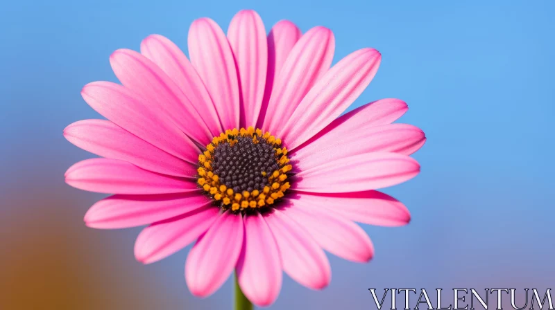 Pink Daisy Flower Close-up - Nature Beauty AI Image