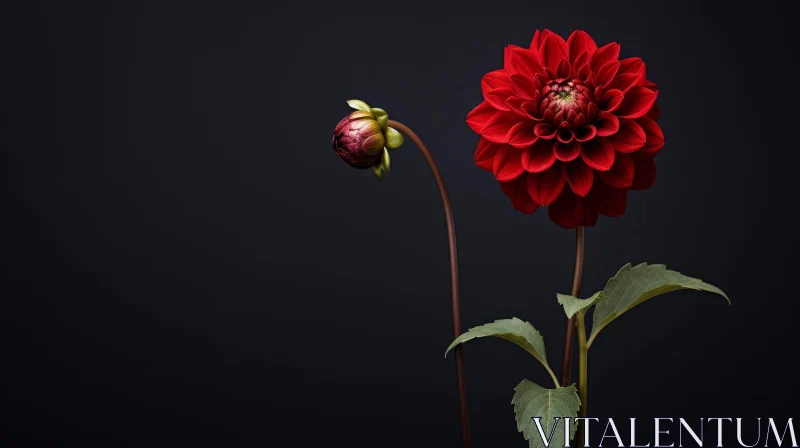 AI ART Red Dahlia Flower Studio Shot - Dark Background Bloom