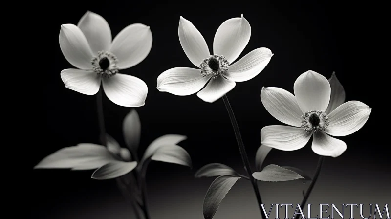 Intricate Black and White Flowers Photography AI Image