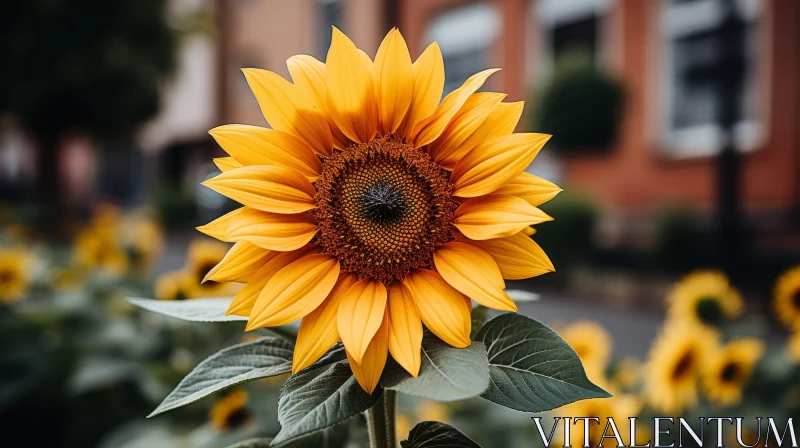 Sunflower Bloom Close-up against Cityscape Background AI Image