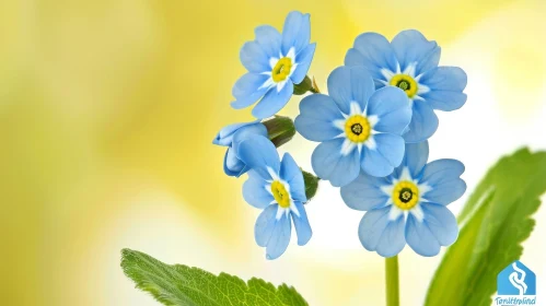 Blue Forget-Me-Not Flowers Close-Up on Soft Yellow Background