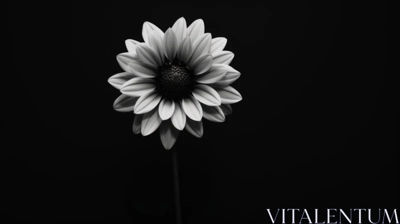 Elegant Daisy Flower in Black and White AI Image