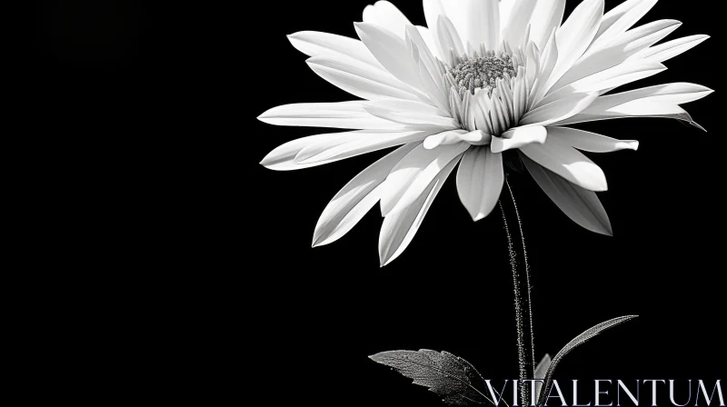 AI ART Beautiful Daisy Flower in Black and White