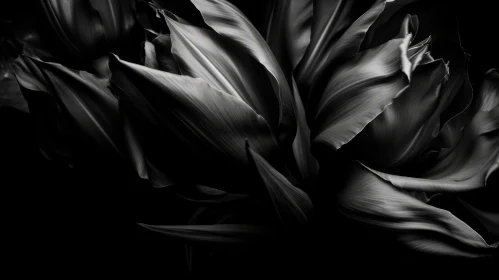 Monochrome Floral Background with Dark Tulip Petals
