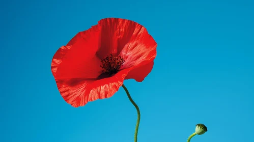 Red Poppy Flower in Full Bloom - Captivating Floral Photography