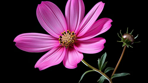 Pink Cosmos Flower in Full Bloom - Nature Photography