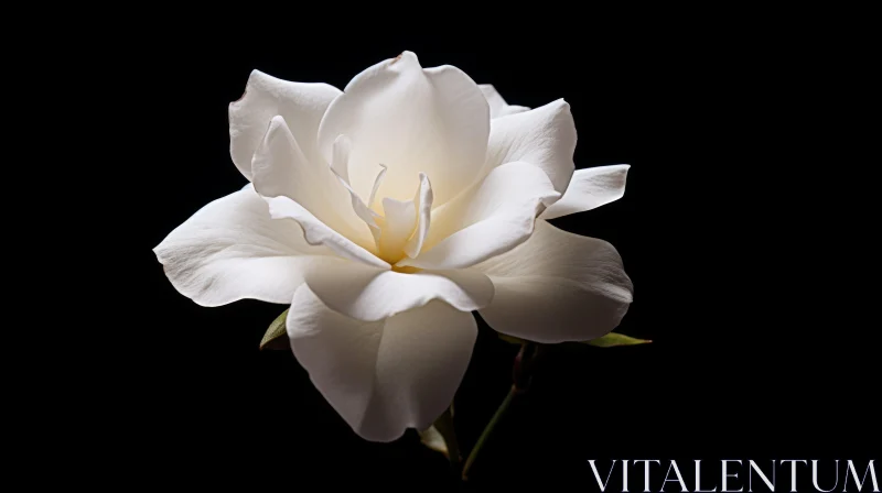White Flower Close-Up Photography AI Image