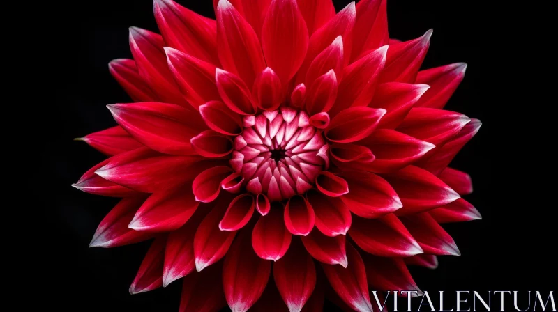 AI ART Vivid Red Dahlia Flower Close-Up