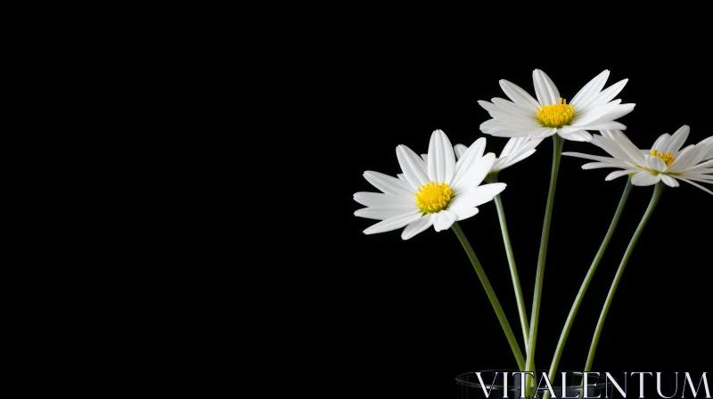 White Daisies with Yellow Centers - Nature Photography AI Image