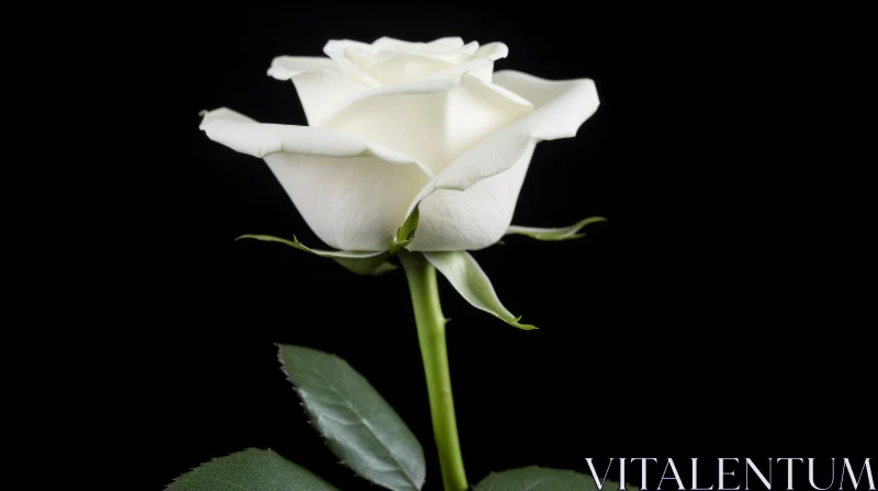 White Rose in Full Bloom: Elegant Floral Photography AI Image