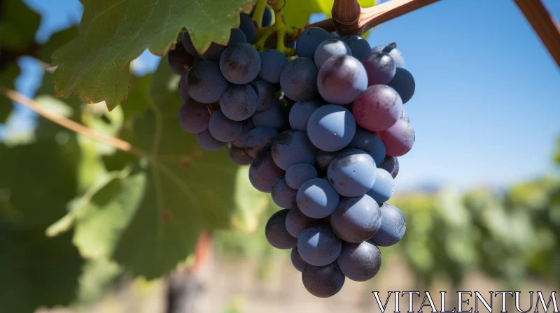 Ripe Blue Grapes on Vine - Harvest Ready AI Image
