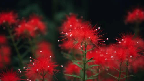 Red Flower Close-up: Spider Lily Lycoris Radiata