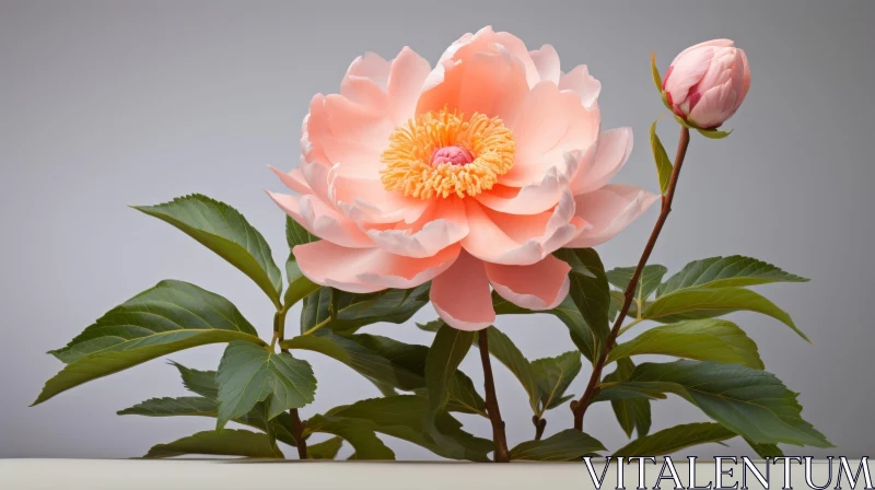 Pink Peony Flower in Full Bloom AI Image