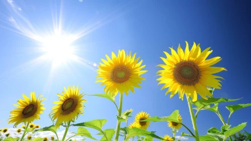 Sunflower Field Beauty