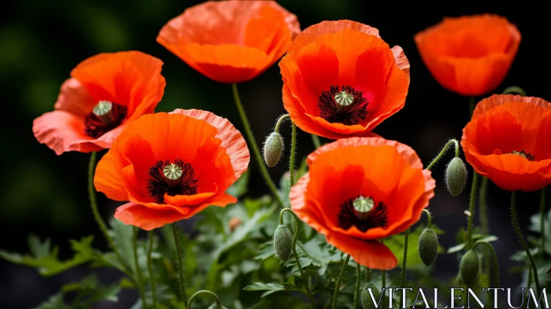 Red Poppies Blooming - Dark Background Beauty AI Image