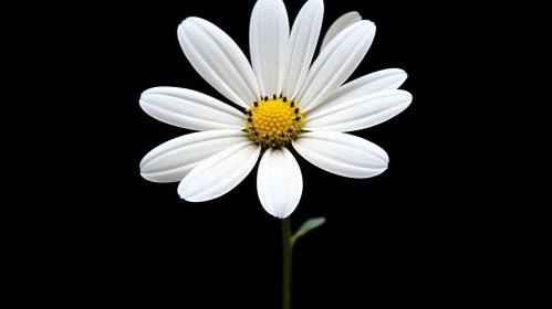 White Daisy with Yellow Center - Close-Up Image