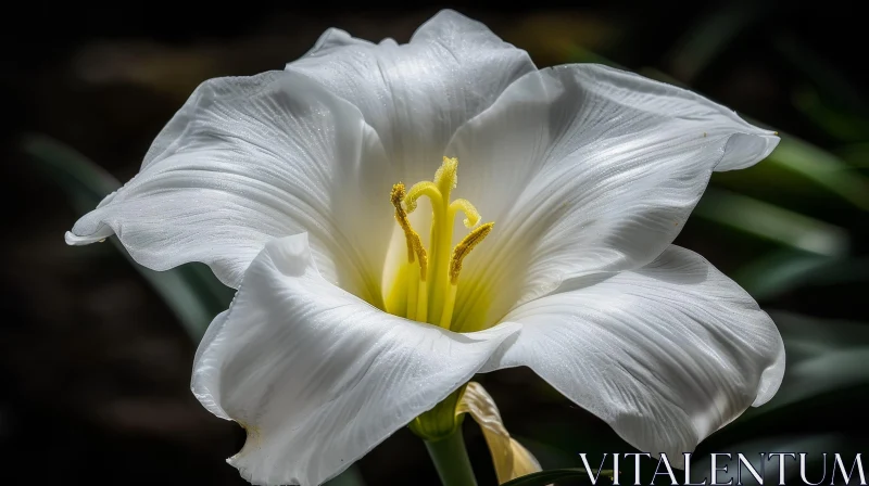 White Lily Flower Close-Up AI Image