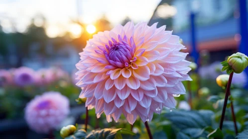 Pink Dahlia Flower Close-up in Garden