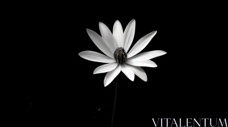 Elegant White Daisy on Black Background AI Image