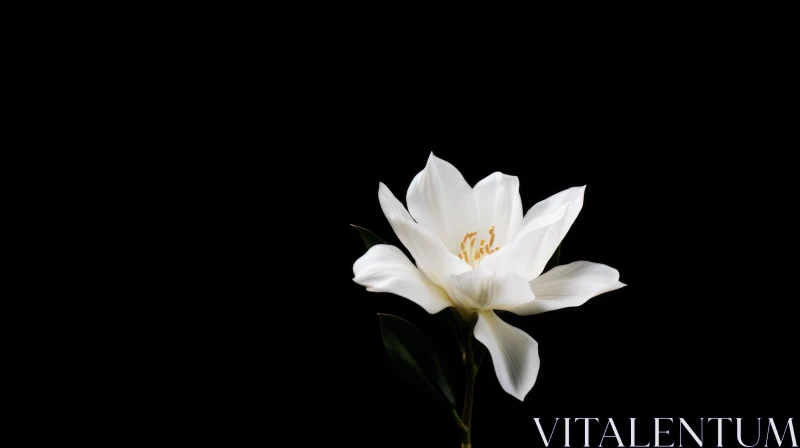 Elegant White Tulip with Yellow Center AI Image
